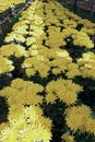 Chrysanthemum plantation