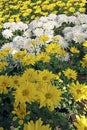 Chrysanthemum plantation