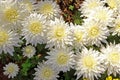 Chrysanthemum plantation