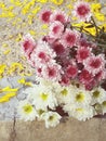 Chrysanthemum, Dendranthemum grandifflora