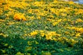 Chrysanthemum, Dendranthemum grandifflora