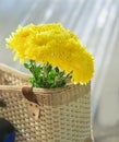 Chrysanthemum, dendranthemum yellow flower.