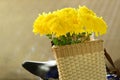 Chrysanthemum, dendranthemum yellow flower on bamboo bucket