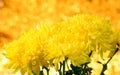 Chrysanthemum, dendranthemum yellow flower
