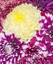 Chrysanthemum and dhalia purple and yellow flowers, details Royalty Free Stock Photo