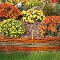 Chrysanthemum of different colors in a bed with a wicker border Royalty Free Stock Photo