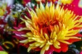 Chrysanthemum disbudded exclusive look Royalty Free Stock Photo