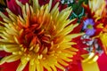 Chrysanthemum disbudded exclusive look Royalty Free Stock Photo