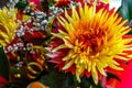 Chrysanthemum disbudded exclusive look Royalty Free Stock Photo