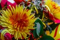 Chrysanthemum disbudded exclusive look Royalty Free Stock Photo