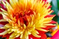 Chrysanthemum disbudded exclusive look Royalty Free Stock Photo