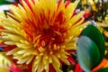 Chrysanthemum disbudded exclusive look Royalty Free Stock Photo