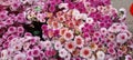 Chysanthemum Colorful Flowers Plants In Hongkong Royalty Free Stock Photo