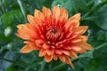 Chrysanthemum flower Royalty Free Stock Photo