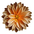 Chrysanthemum flower autumn brown-orange-yellow on a white isolated background with clipping path no shadows. Closeup. For de Royalty Free Stock Photo