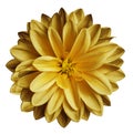 Chrysanthemum flower autumn yellow on a white isolated background with clipping path no shadows. Closeup. For design. Royalty Free Stock Photo