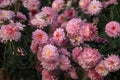 Chrysanthemum flower background, pink chrysanthemum in garden Royalty Free Stock Photo