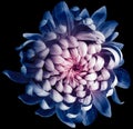 Vintage chrysanthemum flower  blue. Flower isolated on  black   background. No shadows with clipping path. Close-up. Royalty Free Stock Photo