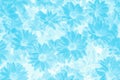 Chrysanthemum flower in blue tone color background.