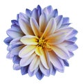 Chrysanthemum flower blue-yellow on a white isolated background with clipping path no shadows. Closeup. For design. Royalty Free Stock Photo