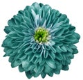 chrysanthemum flower bright turquoise. Flower isolated on a white background. No shadows with clipping path. Close-up.