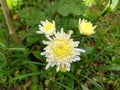 chrysanthemum flower or Chrysanthemum morifolium Ramat