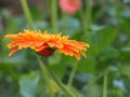 Chrysanthemum flower