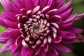 Chrysanthemum flower Royalty Free Stock Photo