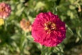 chrysanthemum flower, close-up. macro photo.pink flower. Royalty Free Stock Photo