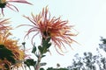 Chrysanthemum flower Royalty Free Stock Photo