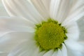 Chrysanthemum flower. Closeup of white chrysanthemum. Floral natural background Royalty Free Stock Photo