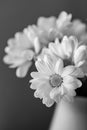 Chrysanthemum flower. Closeup of white chrysanthemum. Floral natural background Royalty Free Stock Photo