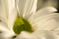 Chrysanthemum flower. Closeup of white chrysanthemum. Floral natural background Royalty Free Stock Photo