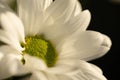 Chrysanthemum flower. Closeup of white chrysanthemum. Floral natural background Royalty Free Stock Photo