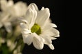 Chrysanthemum flower. Closeup of white chrysanthemum. Floral natural background Royalty Free Stock Photo