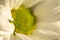 Chrysanthemum flower. Closeup of white chrysanthemum. Floral natural background Royalty Free Stock Photo