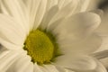 Chrysanthemum flower. Closeup of white chrysanthemum. Floral natural background Royalty Free Stock Photo