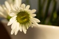 Chrysanthemum flower. Closeup of white chrysanthemum. Floral natural background Royalty Free Stock Photo