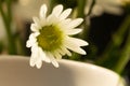 Chrysanthemum flower. Closeup of white chrysanthemum. Floral natural background Royalty Free Stock Photo
