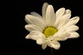 Chrysanthemum flower. Closeup of white chrysanthemum. Floral natural background Royalty Free Stock Photo