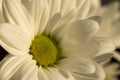 Chrysanthemum flower. Closeup of white chrysanthemum. Floral natural background Royalty Free Stock Photo