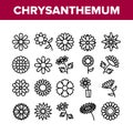 Chrysanthemum Flower Collection Icons Set Vector