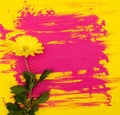 Chrysanthemum flower and colorful wet pink gouache acrylic paint brush strokes spots on bright yellow colored paper. A
