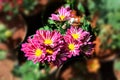 Chrysanthemum