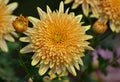 Chrysanthemum flower exhibition in Bhopal Royalty Free Stock Photo