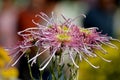 Chrysanthemum flower exhibition in Bhopal Royalty Free Stock Photo