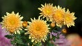 Chrysanthemum flower exhibition in Bhopal Royalty Free Stock Photo