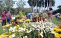Chrysanthemum flower exhibition in Bhopal Royalty Free Stock Photo