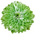 chrysanthemum flower green isolated on a white background. No shadows with clipping path. Close-up. Royalty Free Stock Photo