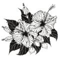 Chrysanthemum flower by hand drawing